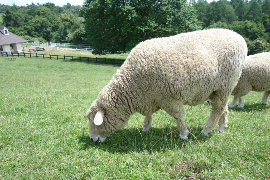八ヶ岳まきば公園の羊が草を食べている様子